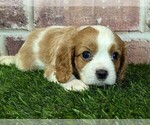 Small #4 Cavalier King Charles Spaniel