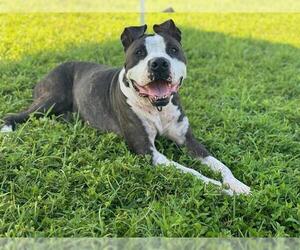 American Pit Bull Terrier Dogs for adoption in Ocala, FL, USA