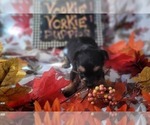 Small Photo #95 Yorkshire Terrier Puppy For Sale in AKRON, OH, USA