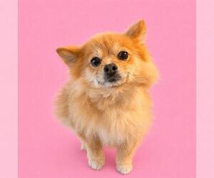 Pomeranian Dogs for adoption in HESPERIA, CA, USA