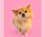 Small Pomeranian