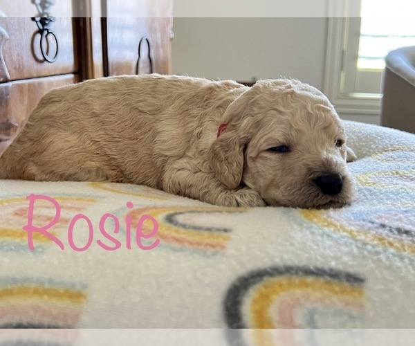 Medium Photo #7 Goldendoodle Puppy For Sale in BRAWLEY, CA, USA