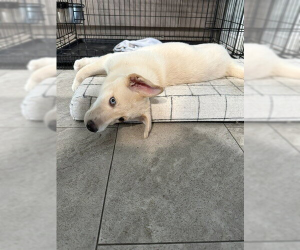 Medium Photo #4 Labsky Puppy For Sale in Evansville, IN, USA