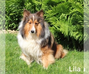 Mother of the Shetland Sheepdog puppies born on 04/02/2023