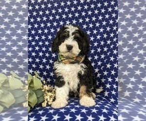 Miniature Bernedoodle Puppy for sale in OXFORD, PA, USA