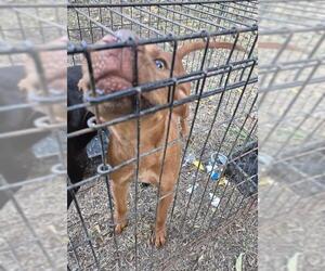 Labrador Retriever-Unknown Mix Dogs for adoption in San Antonio, TX, USA