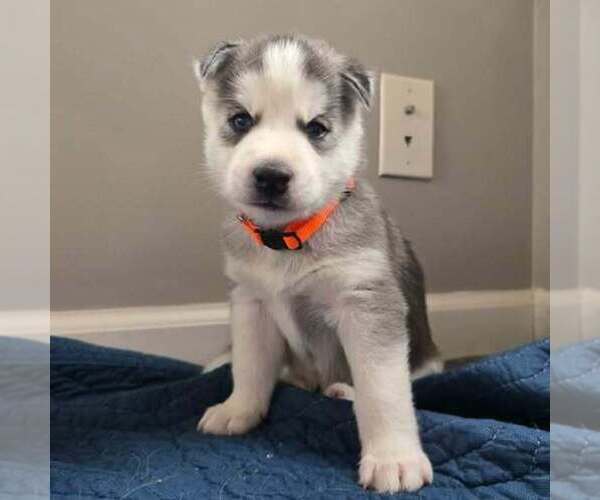 Medium Photo #10 Siberian Husky Puppy For Sale in KING GEORGE, VA, USA