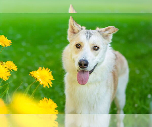 Medium Photo #6 Siberian Husky-Unknown Mix Puppy For Sale in Yuba City, CA, USA