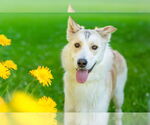 Small #5 Siberian Husky Mix