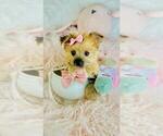 Small #2 Morkie