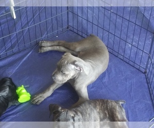 Cane Corso Puppy for sale in HOUSTON, TX, USA