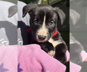 Medium American Pit Bull Terrier-Labrador Retriever Mix