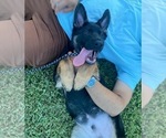 Small #5 German Shepherd Dog