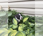 Small #3 Boston Terrier