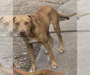 Boxer-Unknown Mix Dogs for adoption in San Antonio, TX, USA