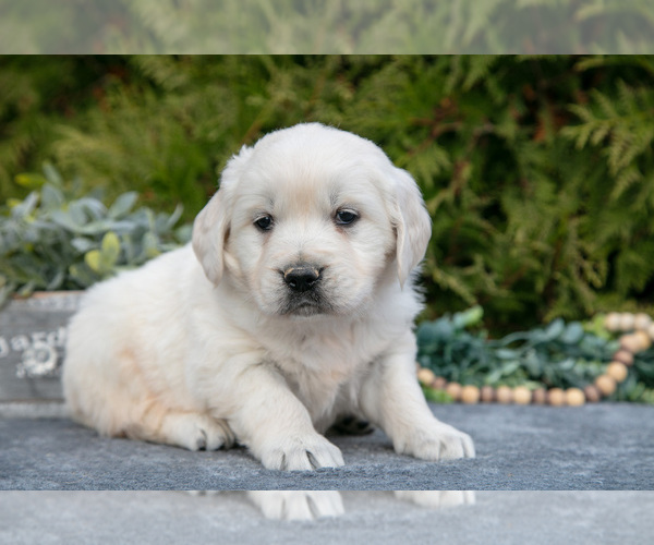 Medium Photo #2 English Cream Golden Retriever Puppy For Sale in ROCHESTER, IN, USA