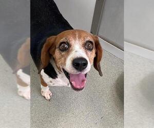 Beagle-Unknown Mix Dogs for adoption in Fayetteville, NC, USA