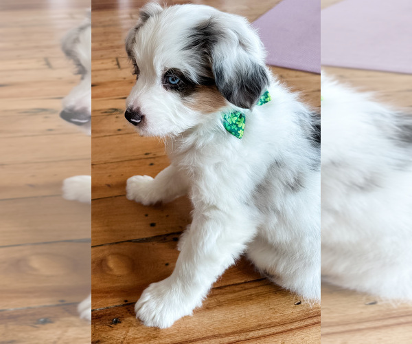 Medium Photo #10 Australian Shepherd-Bernedoodle Mix Puppy For Sale in MELROSE, NY, USA