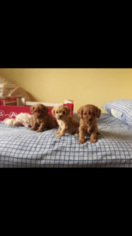Cavalier King Charles Spaniel Dogs for adoption in RAEFORD, NC, USA