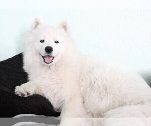 Mother of the Samoyed puppies born on 07/21/2019