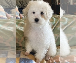 Poodle (Toy) Puppy for sale in CLINTON, NC, USA