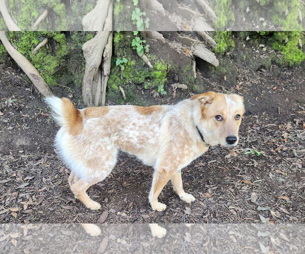 Medium Photo #2 Mutt Puppy For Sale in Paso Robles, CA, USA