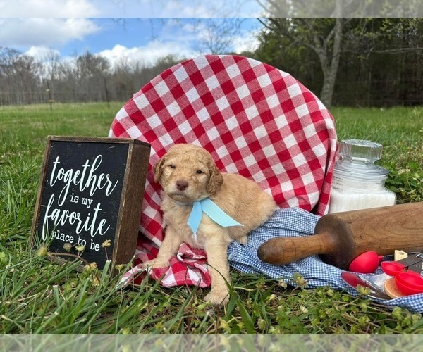 Medium Photo #6 Goldendoodle Puppy For Sale in LEBANON, TN, USA