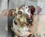 Small #6 Dachshund