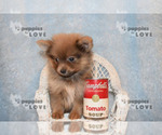 Small Photo #14 Pomeranian Puppy For Sale in SANGER, TX, USA