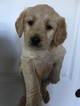 Small Photo #1 Brittnepoo Puppy For Sale in WOODLAND, WA, USA