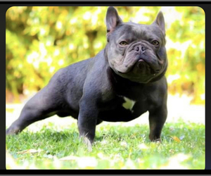 Father of the French Bulldog puppies born on 06/07/2023