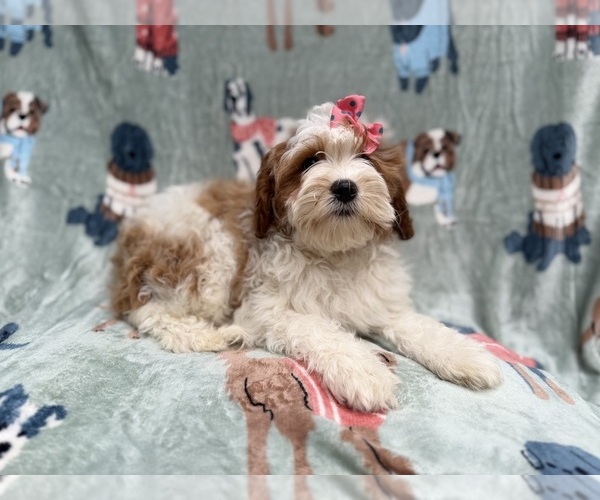 Medium Photo #5 Cavapoo (Miniature) Puppy For Sale in LAKELAND, FL, USA