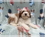 Small #4 Cavapoo (Miniature)