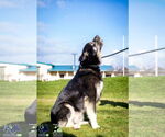 Small #1 Alaskan Malamute-Huskies  Mix
