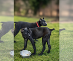 Small #33 Cane Corso