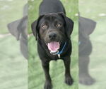 Small #4 Labrador Retriever Mix