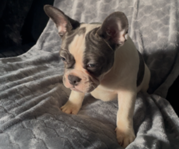 Medium Photo #3 French Bulldog Puppy For Sale in ANTIOCH, CA, USA