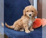 Layla - Female Goldendoodle (Miniature) Puppy for Sale - Photo #2