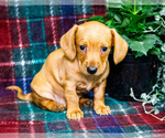 Small #6 Dachshund