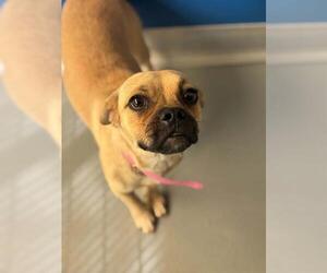 Chihuahua-Unknown Mix Dogs for adoption in Visalia, CA, USA