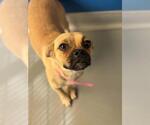 *SYDNEY - Female Chihuahua-Unknown Mix Dog for Adoption - Small photo