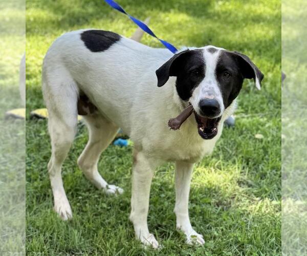 Medium Photo #4 Lab-Pointer Puppy For Sale in Yardley, PA, USA