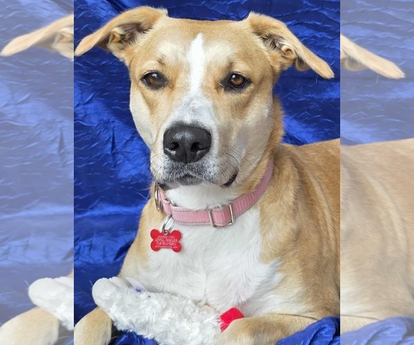 Medium Photo #3 Retriever -Unknown Mix Puppy For Sale in Cuba, NY, USA