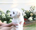 Small Photo #2 Cavapoo-Poodle (Miniature) Mix Puppy For Sale in GOSHEN, IN, USA