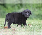 Small Photo #8 Spanish Mastiff Puppy For Sale in DRYDEN, VA, USA