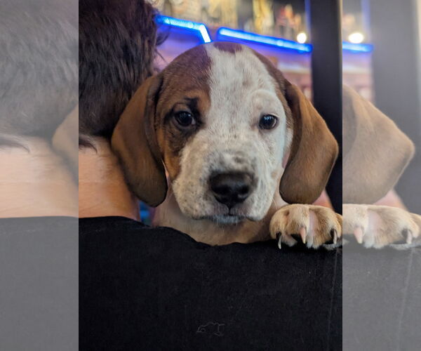 Medium Photo #4 American Pit Bull Terrier-Unknown Mix Puppy For Sale in Holly Springs, NC, USA