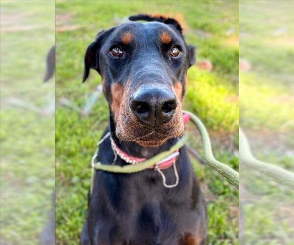 Medium Photo #2 Doberman Pinscher Puppy For Sale in Woodland, CA, USA