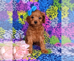 Cavapoo Puppy for sale in KIRKWOOD, PA, USA