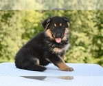 Small German Shepherd Dog
