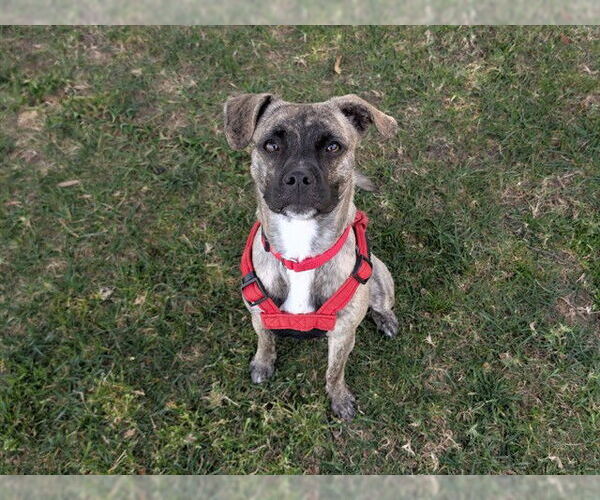 Medium Photo #1 Pug-Whippet Mix Puppy For Sale in San Clemente, CA, USA